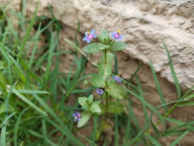 Anagallis arvensis, yaygın olarak kırmızı farekulağı, kırmızı farekulağı, kırmızı civciv, zavallı adamın barometresi, zavallı adamın hava camı olarak bilinir.