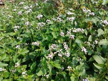 Ageratum conyzoides, Asteraceae familyasından bir bitki türü. Bilinen isimler arasında Billykeçi-otu, civciv otu, keçi otu, yosun.