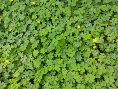 Marsilea crenata water plant near wall. Beautiful green leaves clipart