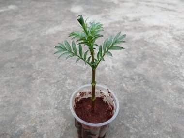 Hindistan cevizli turbalara öğütülmüş kadife kadife kadifeleri öğütücü bardakta kök kesimi yapmak için ekilmiştir. 