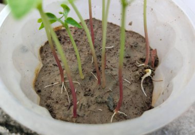 Çöp öğütücüsünde büyüyen küçük bir bitki. Tohumlar ve kökleri bahçede dikilmeyi bekliyor.