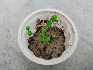 Çöp öğütücüsünde büyüyen papaya bitkisi. Papaya fideleri ekilmeyi bekliyor.