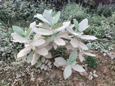 Dirt on leaves .indian green aak or a madar plant, giant calotrope clipart