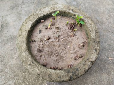 Papaya tohumları filizleniyor. Papaya fideleri ekilmeyi bekliyor.