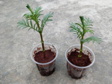 Kadife çiçeği fideleri. Yeni hayat ya da bahçıvanlık