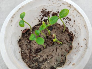 Çöp öğütücüsünde büyüyen papaya bitkisi. Papaya fideleri ekilmeyi bekliyor.