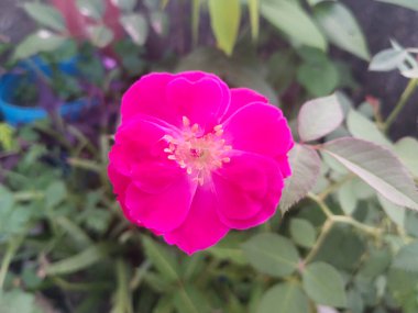 Çiçek açan bitkinin ilk gülü