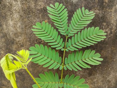 Vahşi demirhindi yapraklarının yakın görüntüsü. Siris yaprağı yakın plan. 