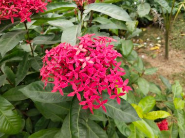 Red Ixora chinensis (Çin Ixora, Ishwara, Batı Hindistan Jasmine, Jejarum, Viruchi, Orman Alevi,