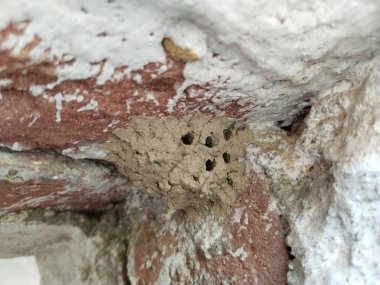 A closeup view of a mud wasp hive resting on wall corner. dauber wasp nest was built anywhere in shade area of the house clipart