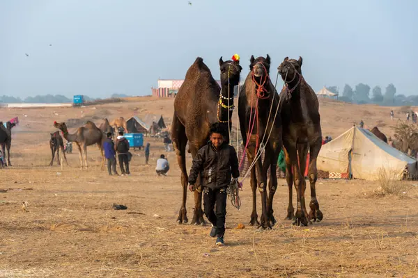 Deve Festivali Puskar Rajasthan Hindistan, Deve Siout resimleri, Deve Kapağı