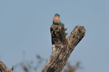  Hintli patenci kuş ağaca tünedi. 