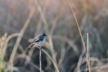 Karanlık sinekkapan ağaç dalına tünedi.