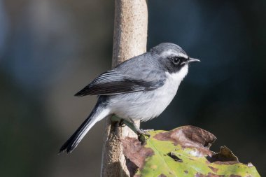 Büyük gri örümcekkuşu (Lanius excubitor) ağaca tünedi. 