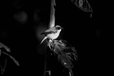 Büyük gri örümcekkuşu (Lanius excubitor) ağaca tünedi. 
