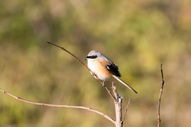 Ağaç dalında Uzun Kuyruk Örümceği 