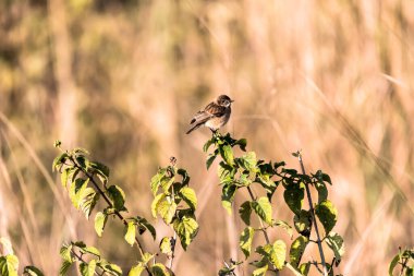 Karanlık sinekkapan ağaç dalına tünedi.