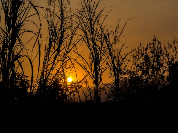 夜の太陽に対する草の花のシルエット — ストック写真