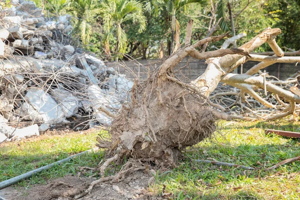 Tree Other Debris Dismantled Destroyed Earthquake — Stock Photo, Image