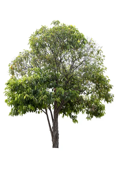 Duże Drzewo Odizolowane Białym Tle — Zdjęcie stockowe