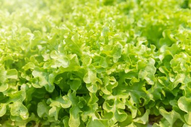 Bitki yetiştirme çiftliğinde hidroponik yeşil meşe ağacı, organik sebzeler..