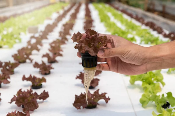 Fermier Cueille Chêne Rouge Hydroponique Dans Une Pépinière Légumes Salade Photo De Stock