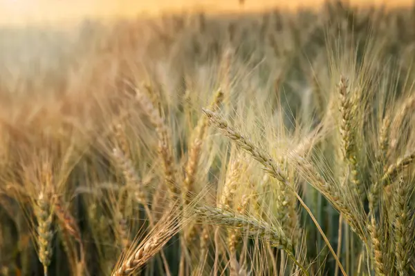 Жовті Пшеничні Вуха Фоні Поля Пшеничне Поле Ячмінне Поле — стокове фото