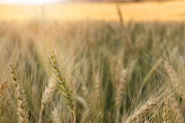 stock image Close-up Barley in the field with sunny day. Beautiful nature and fresh air.