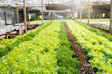 Bitki yetiştirme çiftliğinde hidroponik yeşil meşe ağacı, organik sebzeler..