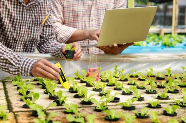Akıllı tarım teknolojisi konsepti - Çiftçi bitki yetiştirme çiftliğinde organik hidroponik kırmızı meşenin su ph değerini kırıyor. Akıllı tarım