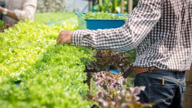 Çiftçi, bitki yetiştirme çiftliğinde organik hidroponik yeşil meşe marulu hasat ediyor..