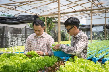 Çiftçi, bitki yetiştirme çiftliğinde organik hidroponik yeşil meşe marulu hasat ediyor..