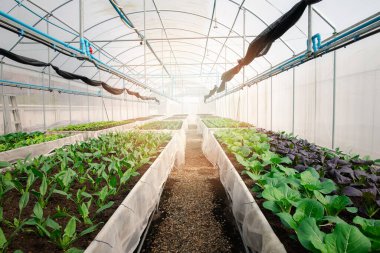 Sera fidanlıklarında organik sebze ya da hidrofonik sebze. Bitki yetiştirme çiftliğinde organik ıspanak yetiştiriyorum..