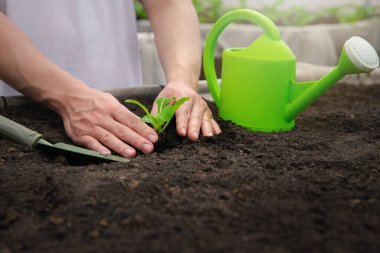 Çiftçi, bitki yetiştirme çiftliğindeki verimli toprağa taze ıspanak ekiyor..