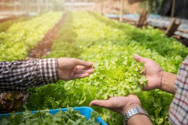 Çiftçiler bitki yetiştirme çiftliğinde organik yeşil meşe marulu hasat ediyorlar..