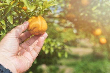 Çiftçi ya da bahçıvanın eli ağaçta turuncuya bakıyor..