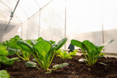 Sera fidanlıklarında organik sebze ya da hidrofonik sebze. Bitki yetiştirme çiftliğinde organik ıspanak yetiştiriyorum..