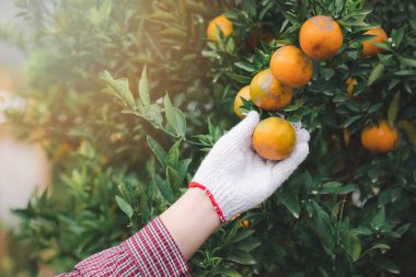 Çiftçinin ya da bahçıvanın eldiveni, portakalı kontrol ediyor..