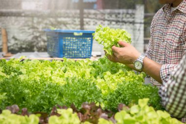 Çiftçi, bitki yetiştirme çiftliğinde organik hidroponik yeşil meşe marulu hasat ediyor..