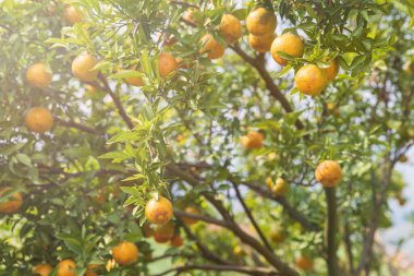 Olgun ve taze portakallar dalda asılı, portakal bahçesi. Ağaçta sallanan olgun portakallar..