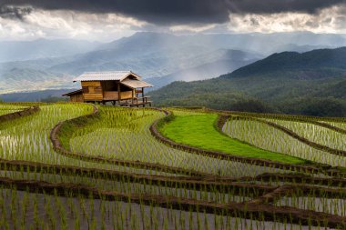 Pirinç tarlalarının ve Chiang Mai, Tayland 'daki barakaların manzarası çok güzel. Köy, pirinç tarlalarının arasında bir vadide..