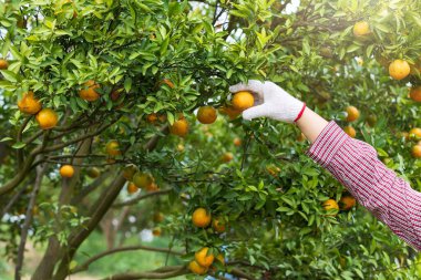 Çiftçinin ya da bahçıvanın eldiveni, portakalı kontrol ediyor..
