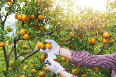 Çiftçinin ya da bahçıvanın eldiveni, portakalı kontrol ediyor..