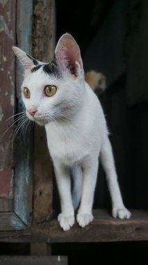 The cat stood and looked at the window.
