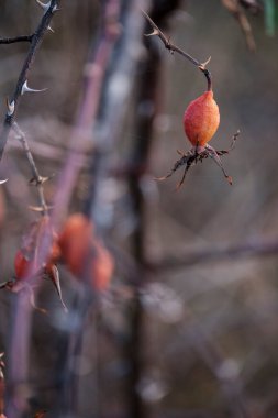 Altın sonbaharın canlı tonlarında, güzel bulanık bir arka planda, bu yakın plan gül çilekleriyle neşe. Bu görüntü sonbaharın zengin renklerini ve doğal güzelliklerini yansıtır..