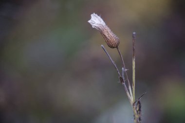 Altın sonbaharın dingin güzelliğini kuru bitkiler ve yumuşak bulanık arka planda canlı yapraklarla kucaklayın. Bu resim düşüşün sakin ve renkli cazibesinin özünü yakalar..