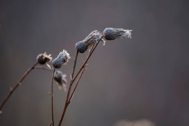 Altın sonbaharın dingin güzelliğini kuru bitkiler ve yumuşak bulanık arka planda canlı yapraklarla kucaklayın. Bu resim düşüşün sakin ve renkli cazibesinin özünü yakalar..