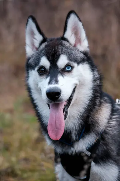 Farklı renkte gözleri olan genç bir Husky, biri mavi ve diğeri kahverengi, kameraya poz veriyor. Anlamlı bakışları ve eşsiz gözleri onu inanılmaz derecede fotojenik yapıyor..