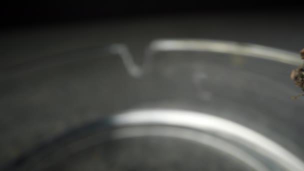 一支装有橙色滤嘴的香烟在烟灰缸里冒着烟 Dolly Shot — 图库视频影像