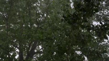Şiddetli bir yaz yağmurunun altında dolu yağan kavak ağacı. Yavaş çekim